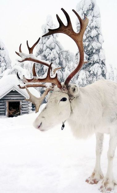 Odoo - Sample 3 for three columns